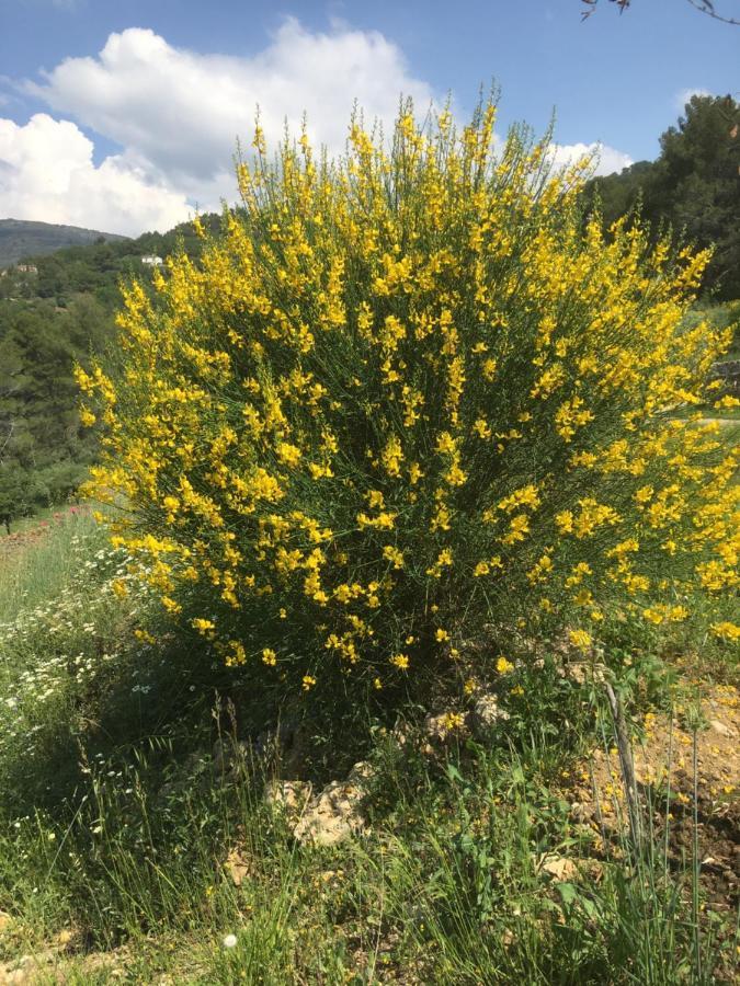 Les Genets Villa Fayence Luaran gambar